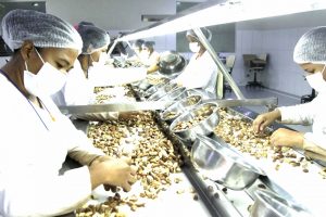 Com aporte de 20 milhões, Pacajus contará com agroindústria produtiva da cajucultura 1 EB6C3718 709F 4F68 B48C 06434920E179