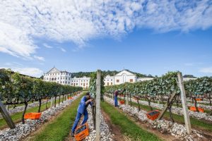 Vinícola americana contrata amantes de vinho por R$ 55 mil e aluguel moradia gratuito 9 BFCAE1D5 E546 499A A945 281AFCBD908E