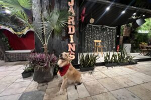 Jardins Lounge Bar se transforma em um ambiente esplêndido com decoração natalina sustentável e promete uma experiência gastronômica fascinante no dia 24 de dezembro 2 IMG 3440