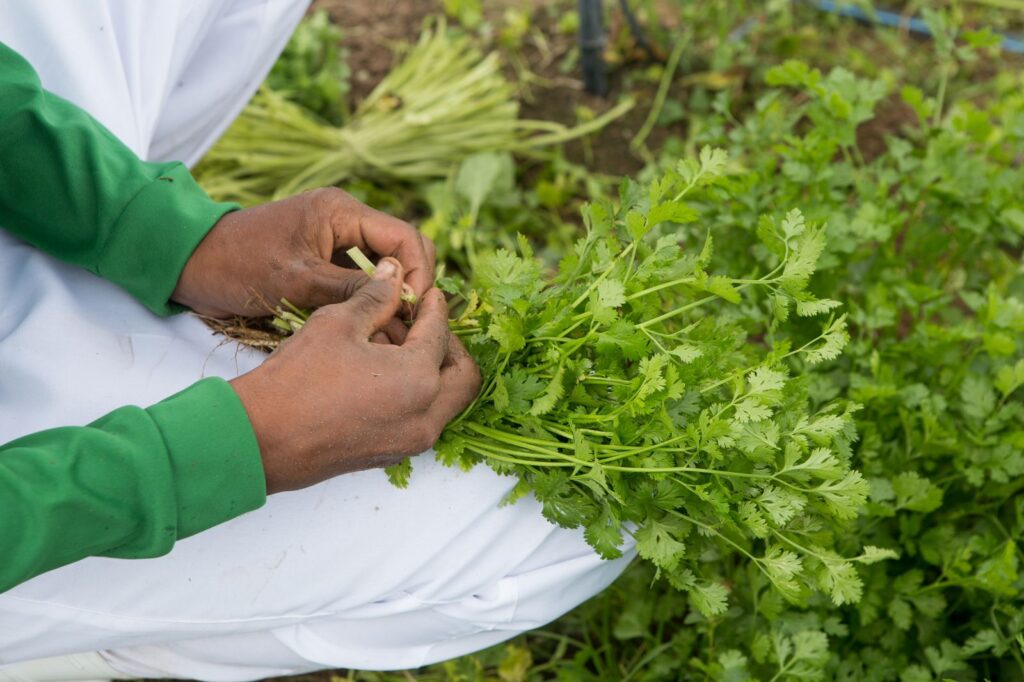 Campo Ouro Verde explica os benefícios de incluir o coentro na alimentação 1 WhatsApp Image 2024 04 08 at 07.30.29