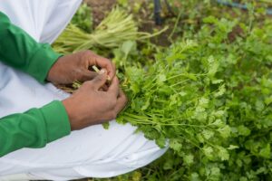 Campo Ouro Verde explica os benefícios de incluir o coentro na alimentação 2 WhatsApp Image 2024 04 08 at 07.30.29