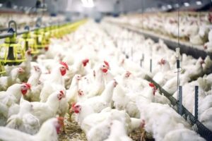 9 países suspendem compra de frango brasileiro após caso de ‘gripe viária’ 9 IMG 6653
