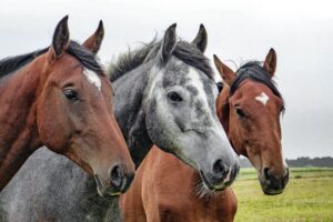 Marca de rações ‘Nutratta Nutrição’ é suspensa após suspeita por morte de 122 cavalos 2 IMG 7654